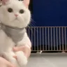 Catgiff emote