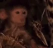 Acceptance emote
