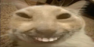 otagXDD emote