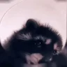 pedro emote