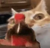 ErmShakey emote