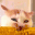 catCorn
