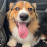 TobyCheesin emote