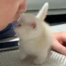 nya emote