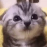 more emote