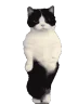 CatTime3 emote