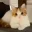 Emote