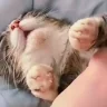 ooaoaa emote