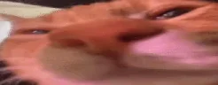 ongang emote