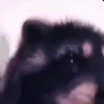pedro emote