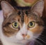 PeachGlare
