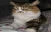 Emote