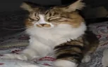 EXCITED emote