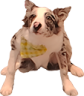 skippySit emote