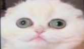 OH emote