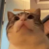 Luzicopter emote
