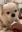dogAsk