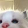 tyt emote