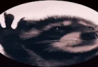 PedroPedroPedro emote