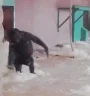 MonoDanza emote