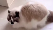 test emote