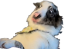 monkaSkippy emote