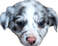 koda emote