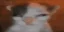SCHIZOCAT