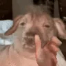 mnenie emote
