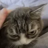 AlrightAnswer emote