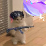 CloveCat emote