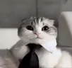 FancyCatIsPreparingForHisFirstDayOnTheJob emote