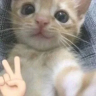 pis emote