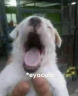 Eyacula emote