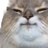 hellyeabrother emote