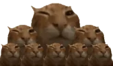 buhing emote