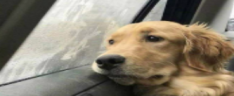 NowWhat emote