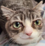 ItsGoingToBeAlrightHerdyn emote
