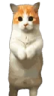 CatTimeStand emote