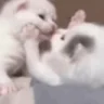 cathugs emote