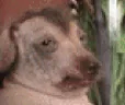 creatureTasty emote