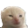 nolorp