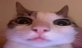 AREYOUAFREAK emote