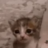 po emote
