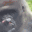 monkeyEat