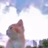 Freedom emote