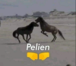 pelien emote