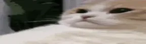 widecatSigh emote
