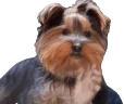 bbRant emote