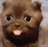 dumbassbitchidiot emote